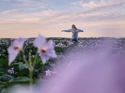 Скачать бесплатно фото цветов в хорошем качестве – порадуйте себя