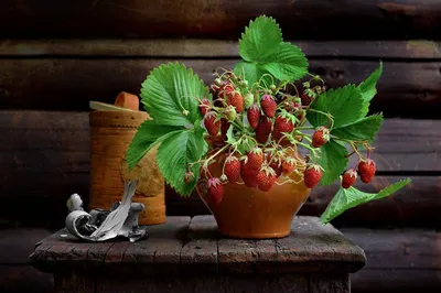 Обаяние Натюрморт цветы и фрукты: скачайте в Full HD