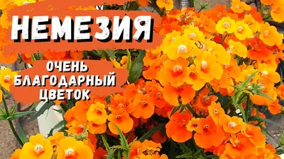 Рисунок немезии: прекрасное искусство природы на вашем рабочем столе