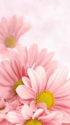 Фото Нежные цветы: природа в ее искусстве (JPG, PNG, WebP)