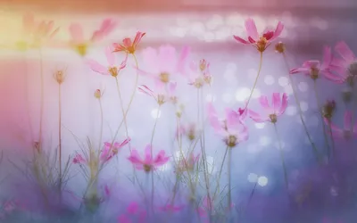 Великолепие цветочного мира на фотографиях 