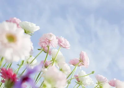 Феерия красок на фото Нежные цветы