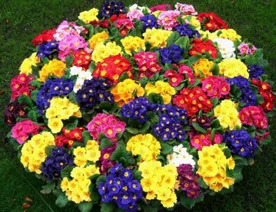 Удивительные оттенки: Фото однолетних цветов для клумбы, которые заполнят вас восхищением