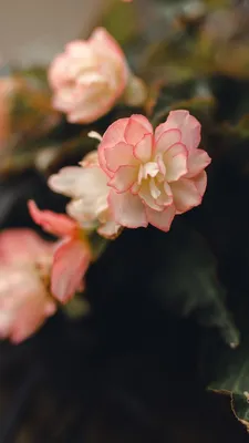 Взрывной цветовой фейерверк: Завораживающие снимки однолетних цветов для клумбы, расцветающих во всей красе