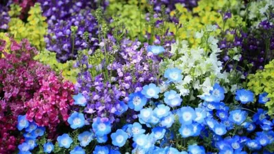 Волшебные изображения однолетних цветов для клумбы