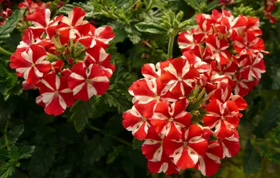 Фото однолетних цветов для клумбы: яркие и красочные изображения