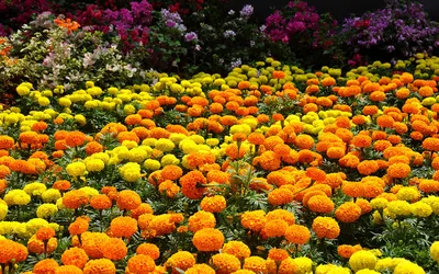 Цветочный рай: особенности однолетних цветов на клумбе
