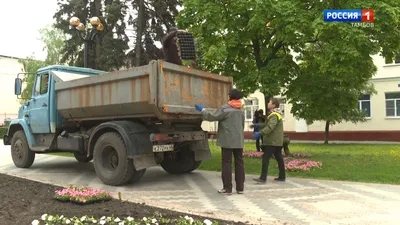 Живописные однолетние цветы для ярких композиций на клумбе