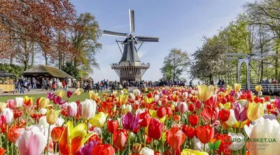 Фотосессия среди цветов в Парке цветов Кейкенхоф: Бесплатно скачать красивые картинки