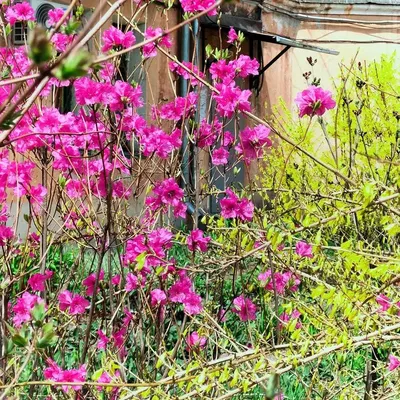 Преображение дикой природы: первые цветы украшают фотоальбом