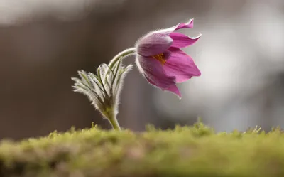 4K фотка первых весенних цветов