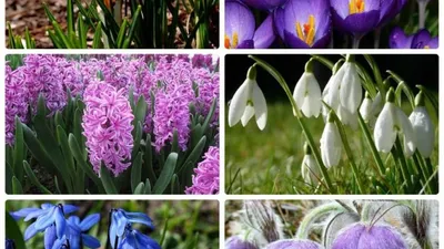 Красивые первые весенние цветы на вашем экране: фото и обои для скачивания