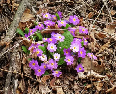 Признак начала весны: искусные кадры первых цветов