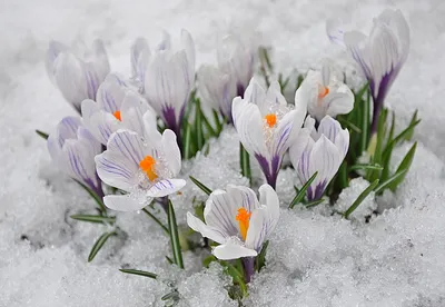 Хрупкая красота: фотографии первых цветов весны