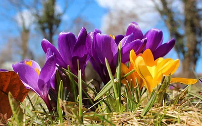 Знакомство с весной: впечатляющие кадры первых цветов
