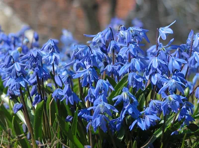 Природная красота первых весенних цветов: уникальные фото для вашего выбора