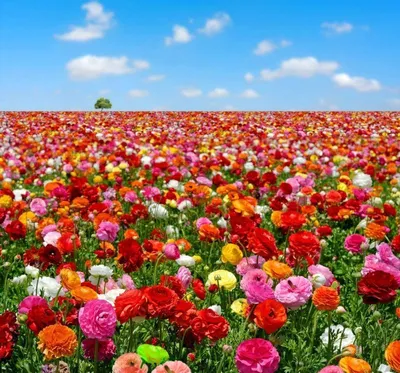 Поле цветов: Великолепие природы в HD качестве