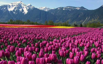 Ковер флоры: Роскошное поле цветов на фото