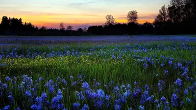 Чудеса природы: великолепные фотографии цветочных композиций