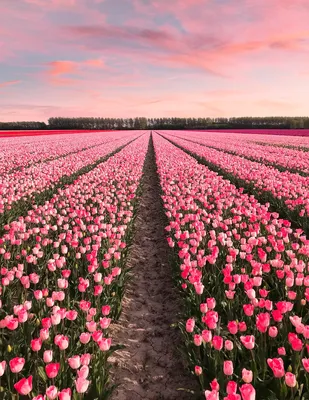 Бесплатные фоны полей цветов: Красивые обои для вашего телефона