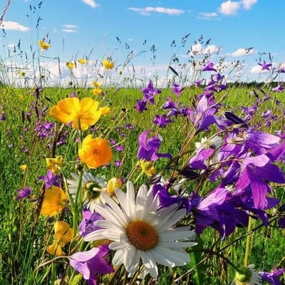 Красота природы: Полевые цветы во всей своей великолепной красе