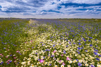 Удивительная картина полевых цветов - скачать бесплатно в хорошем качестве