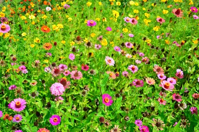 Ближе к природе: Уникальные снимки полевых цветов, позволяющие насладиться их красотой