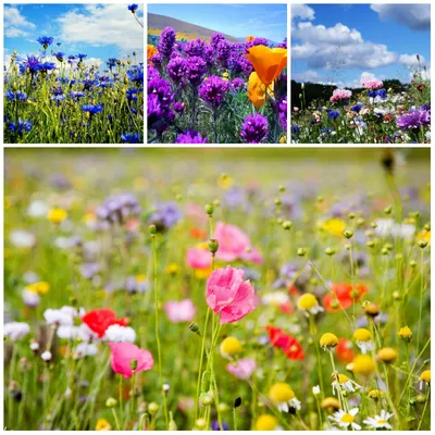 Пленительные фотографии полевых цветов - скачать бесплатно в высоком качестве