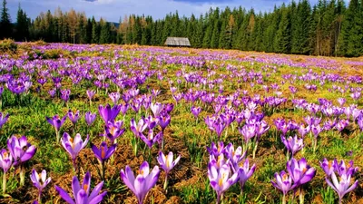 Море цветов: великолепное фото полевой красоты