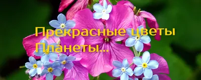 Изображения цветов - взрыв красок и ароматов