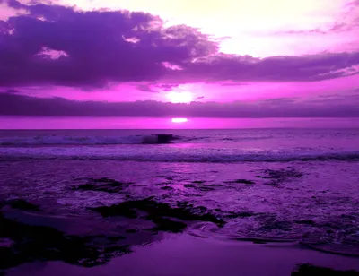 Фото лепестков, утонченно раскрашенных пурпурным