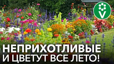 Путешествие в цветочное царство: уникальные фото рассады однолетних цветов.