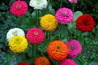 Фото садовых цветов в разных форматах: JPG, PNG, WebP