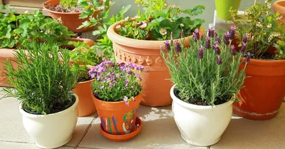 Фото садовых цветов в горшках: выбирайте размер и формат для скачивания