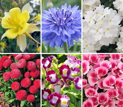 Семена цветов каталог: Великолепные фото цветов для вашего сада