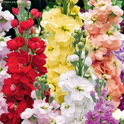 Откройте для себя мир красок: фото каталог семян цветов, который вас вдохновит.