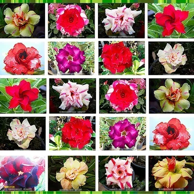 Фото на айфон: Свежие цветочные рисунки для вашего телефона