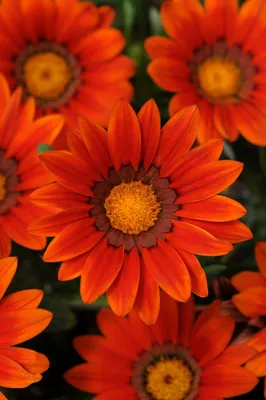 Лучшие семена цветов: Обои для телефона с яркими цветами
