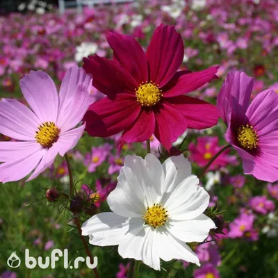 Фото на айфон: Фотографии с красивыми цветочными композициями