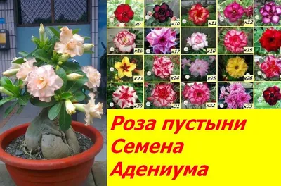 Семена цветов 2024: Фотки с красивыми цветочными композициями