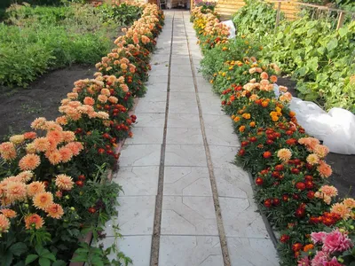 Популярные сорта цветов для сада: качественные фото
