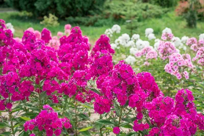 Роскошные розы в вашем саду: фото, впечатляющие своей красотой