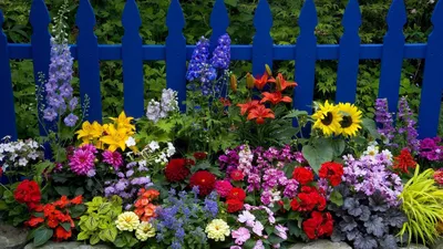 Буйство цветов в саду: захватывающие фото самых красивых сортов цветов