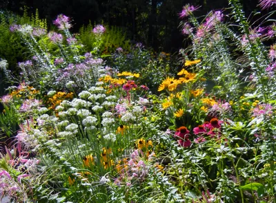 Поле цветов у вас на заднем дворе: захватывающие фотографии цветочных композиций