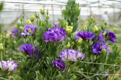 Оазис тюльпанов в вашем саду: захватывающие фотографии самых ярких и разнообразных сортов