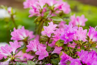 Рододендроны: фотографии величественных и ярких цветов этого кустарника