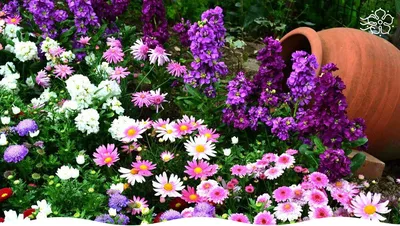 Мир цветов в вашем саду: захватывающие фотографии разнообразных сортов и комбинаций