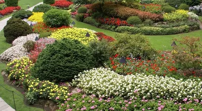 Фотки сортов цветов для оживления вашего сада