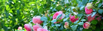 Цветочное искусство: арт-фото красивых цветов для сада
