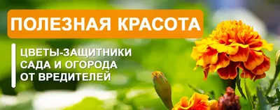 Фотки цветов в хорошем качестве: каждая деталь великолепна